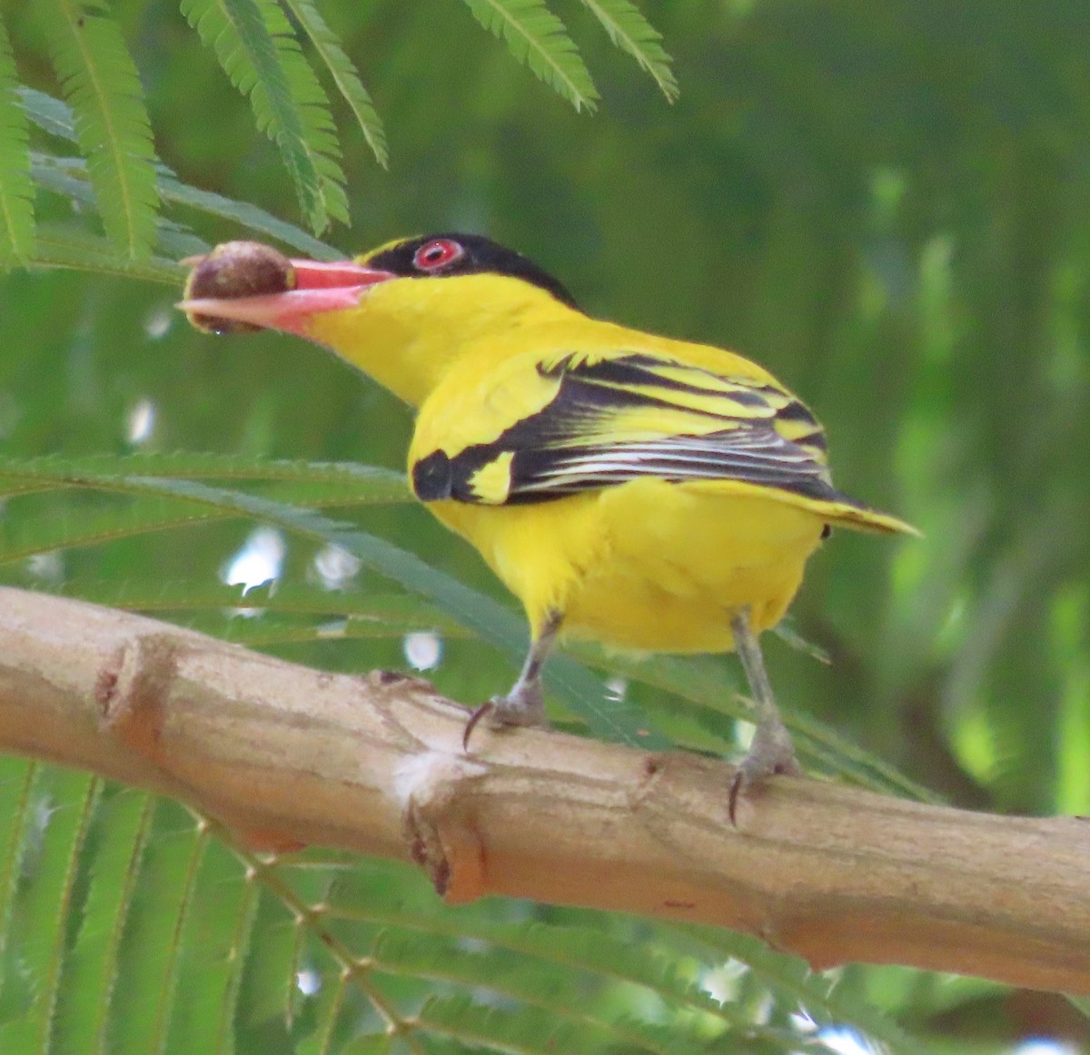 Black-naped Oriole - ML643267209