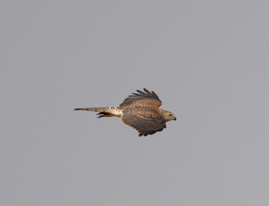 Shikra - ML643267224