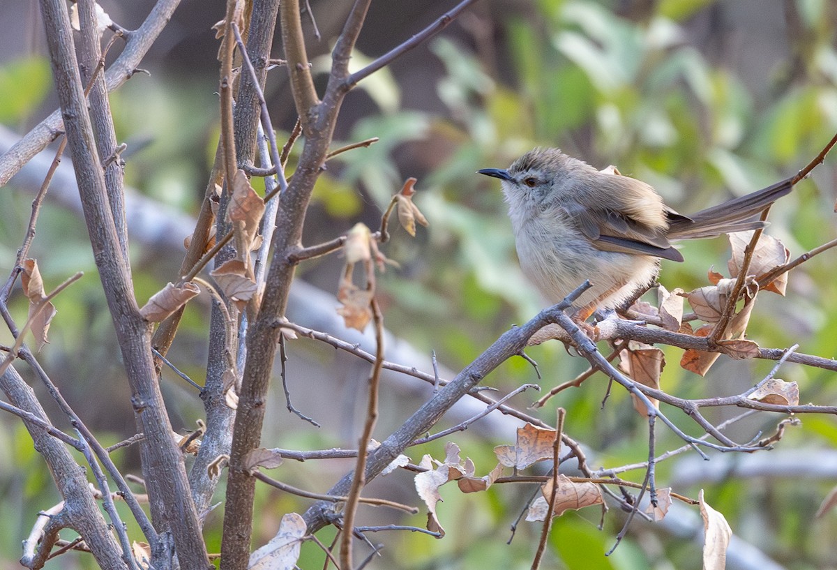 Tawny-flanked Prinia - ML643267238