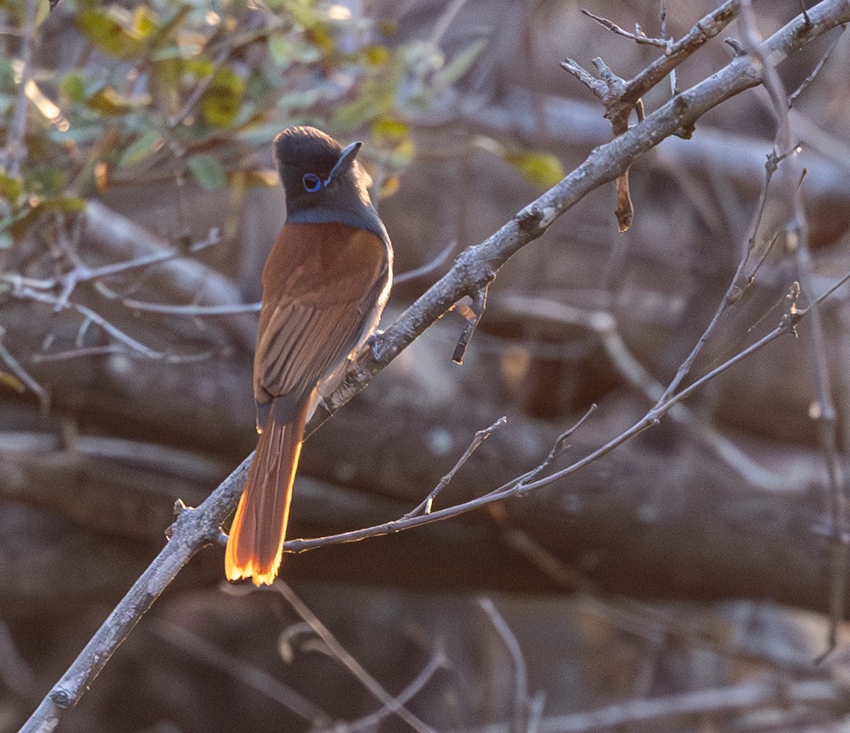 African Paradise-Flycatcher - ML643267241