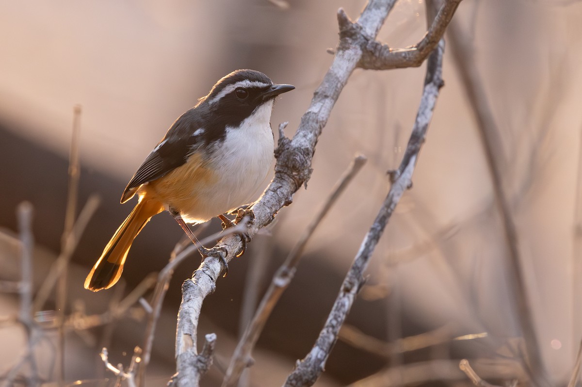 White-throated Robin-Chat - ML643267242
