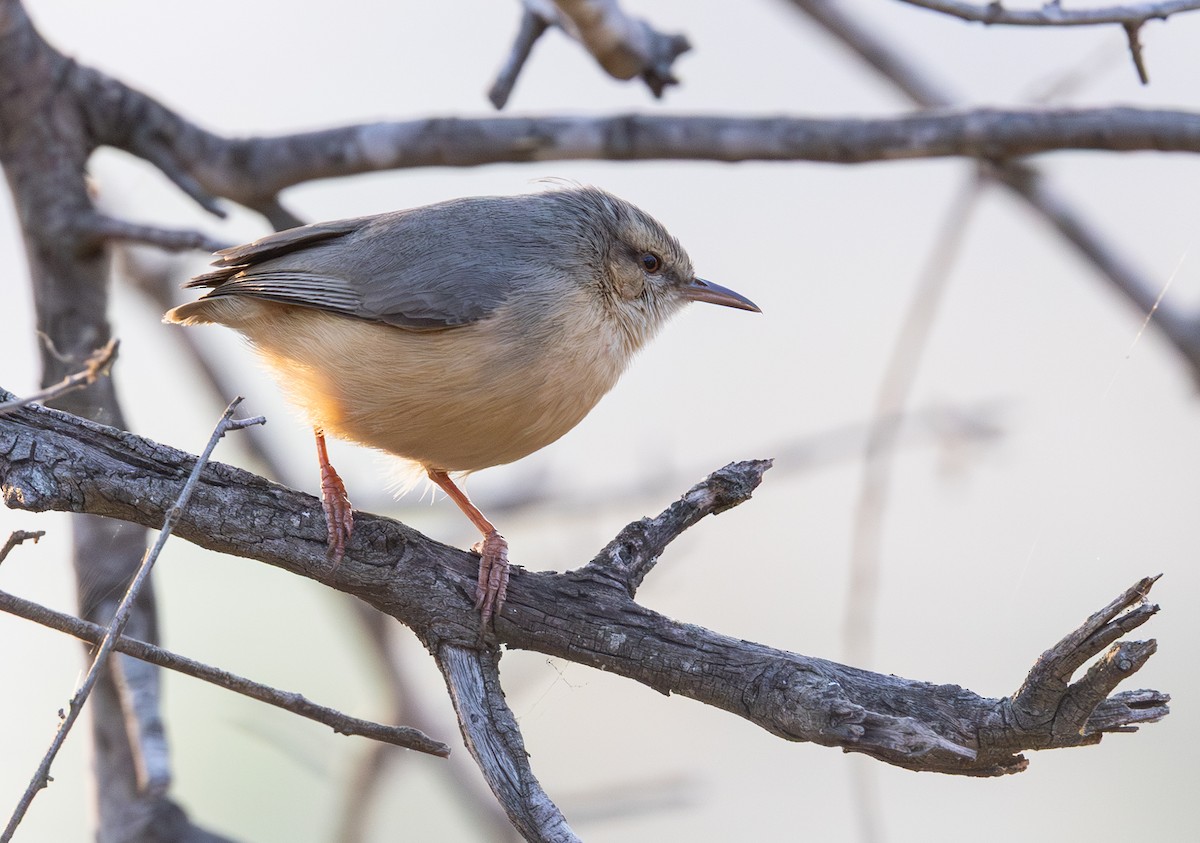 Long-billed Crombec - ML643267245