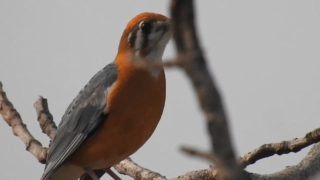 Orange-headed Thrush - ML643267246