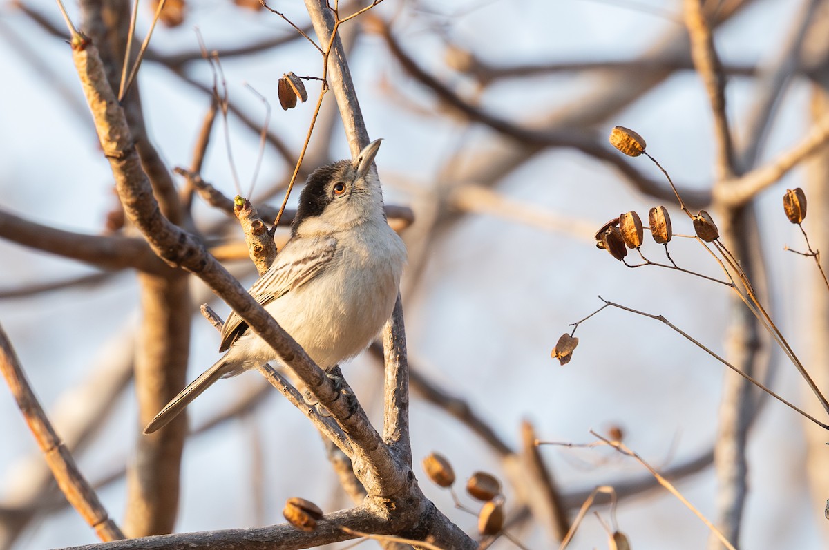 Black-backed Puffback - ML643267247