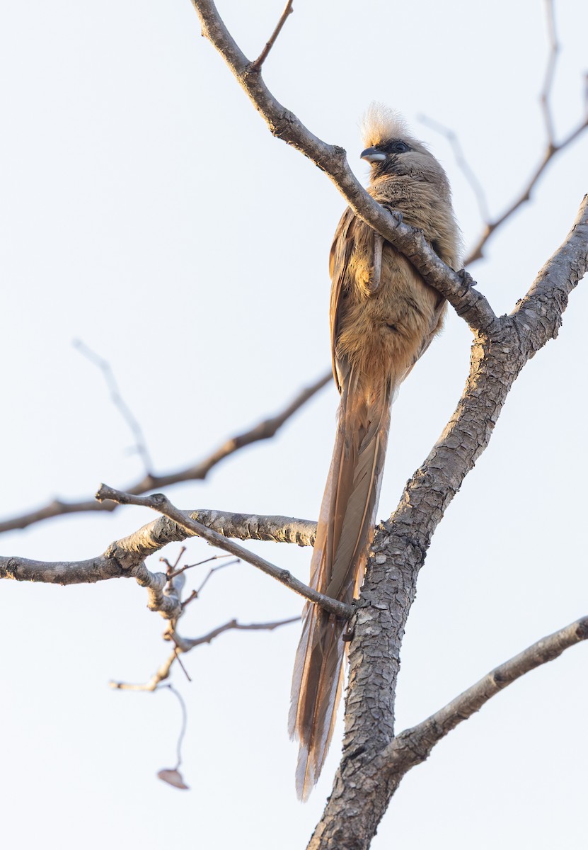 Speckled Mousebird - ML643267251