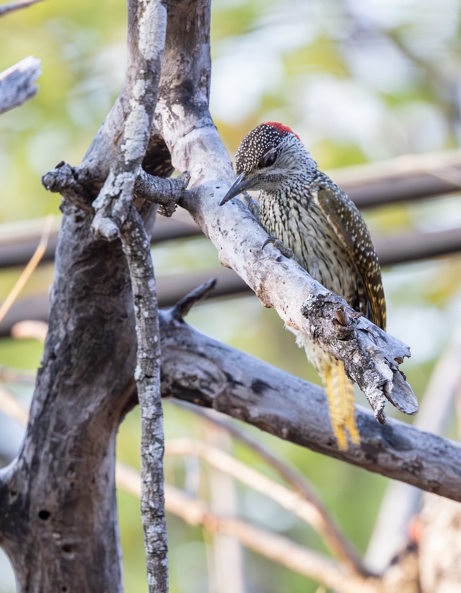 Golden-tailed Woodpecker - ML643267252