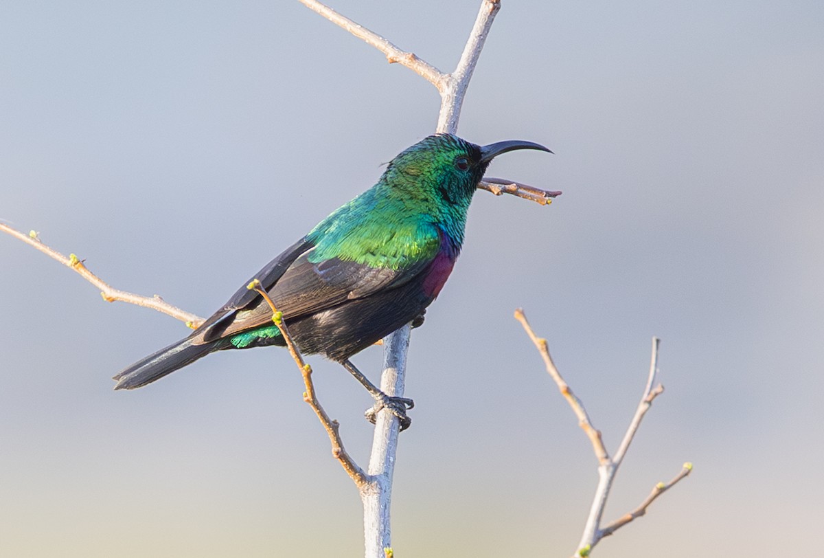 Marico Sunbird - ML643267253