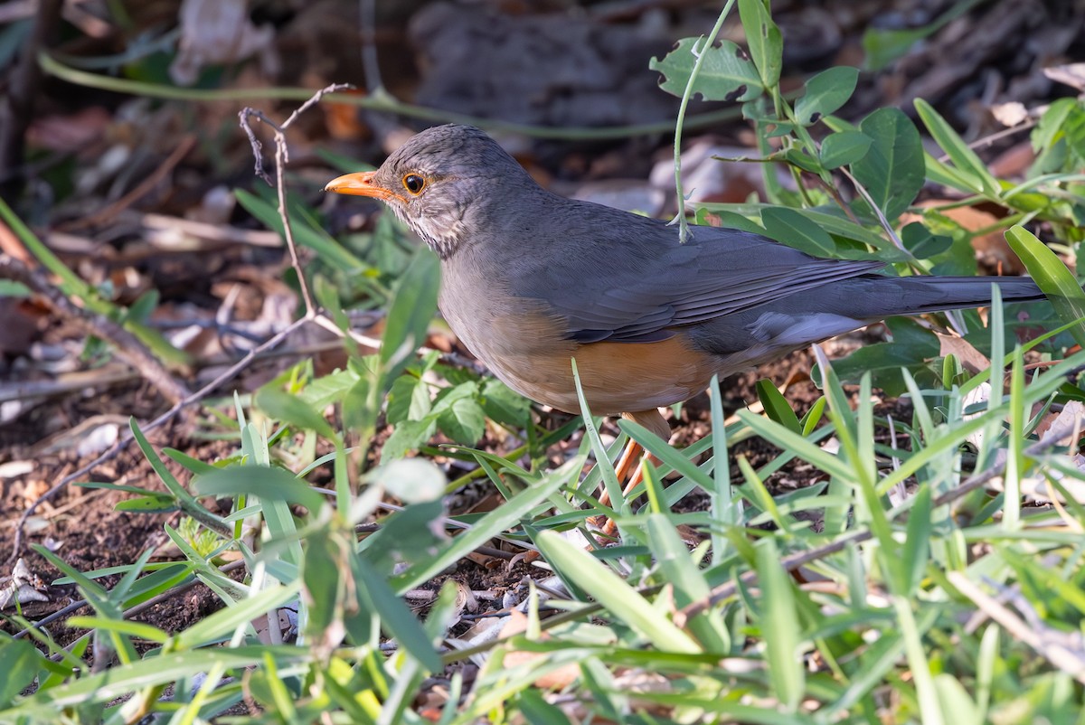 Kurrichane Thrush - ML643267255