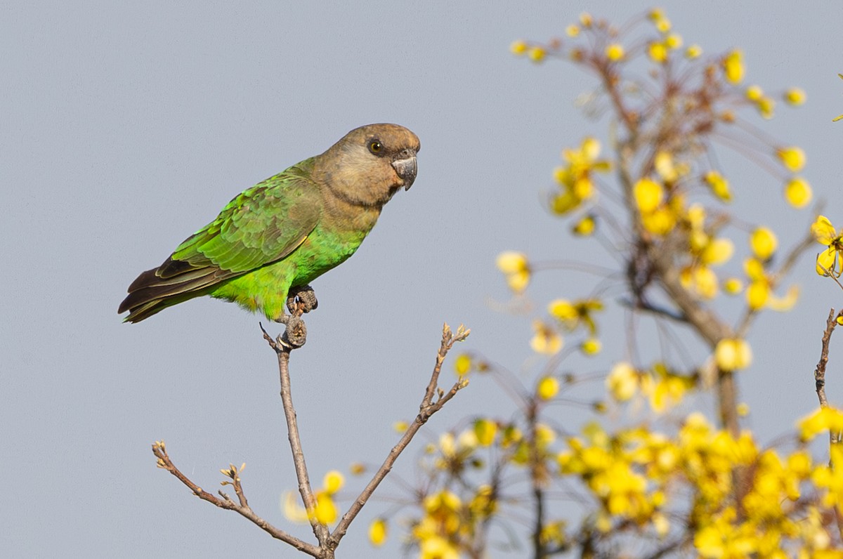 Brown-headed Parrot - ML643267257