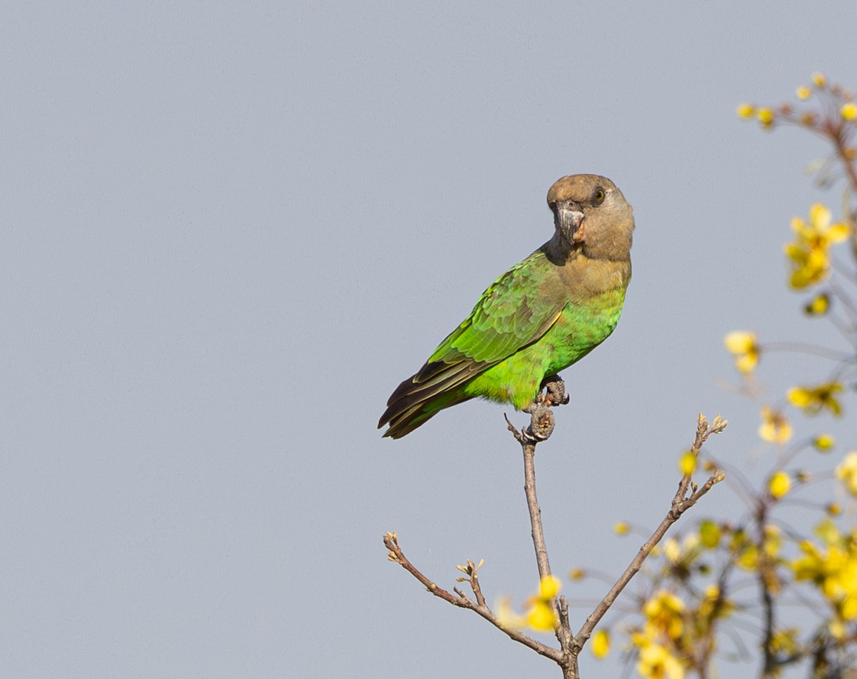 Brown-headed Parrot - ML643267258