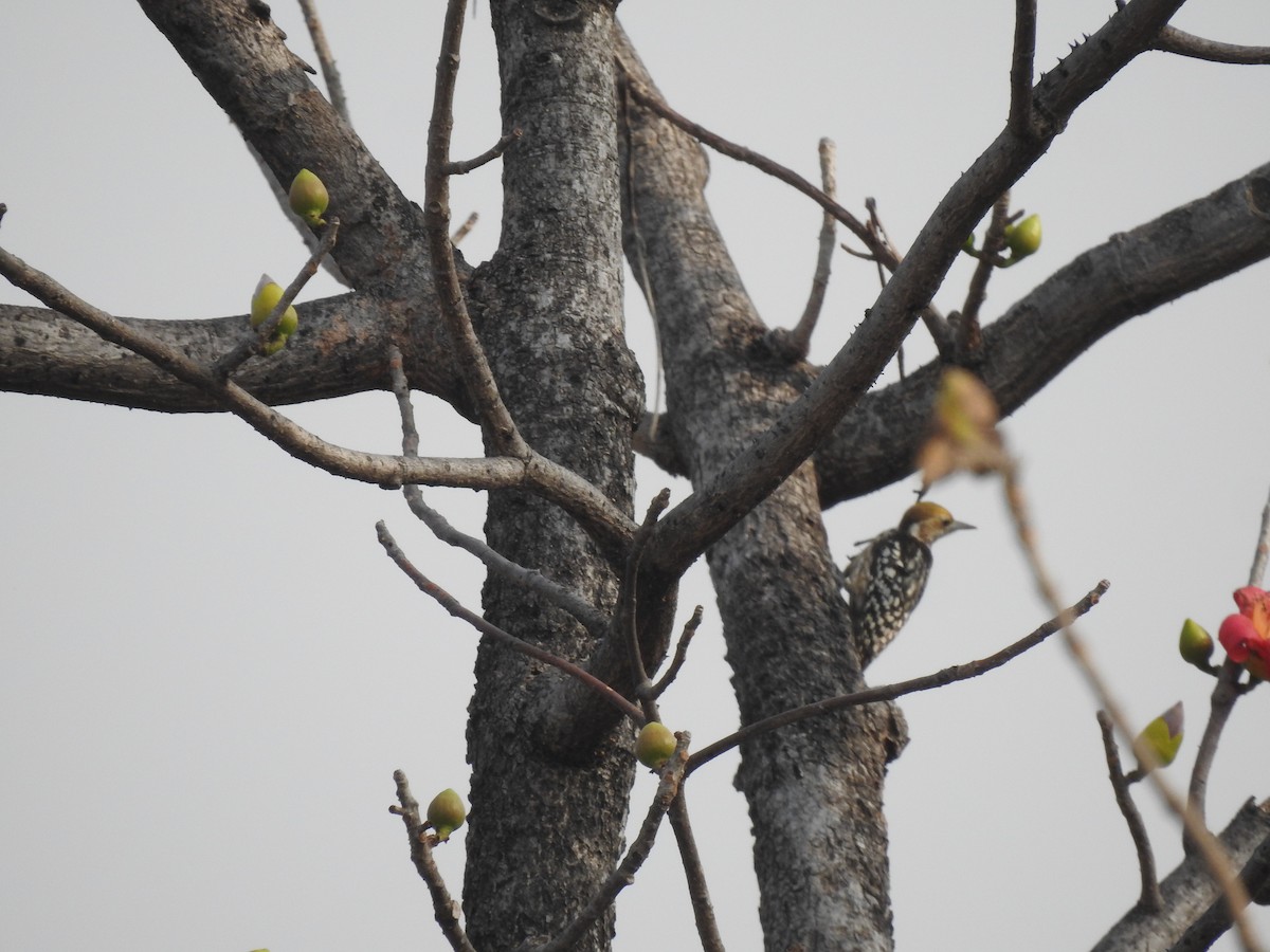 Yellow-crowned Woodpecker - ML643267274