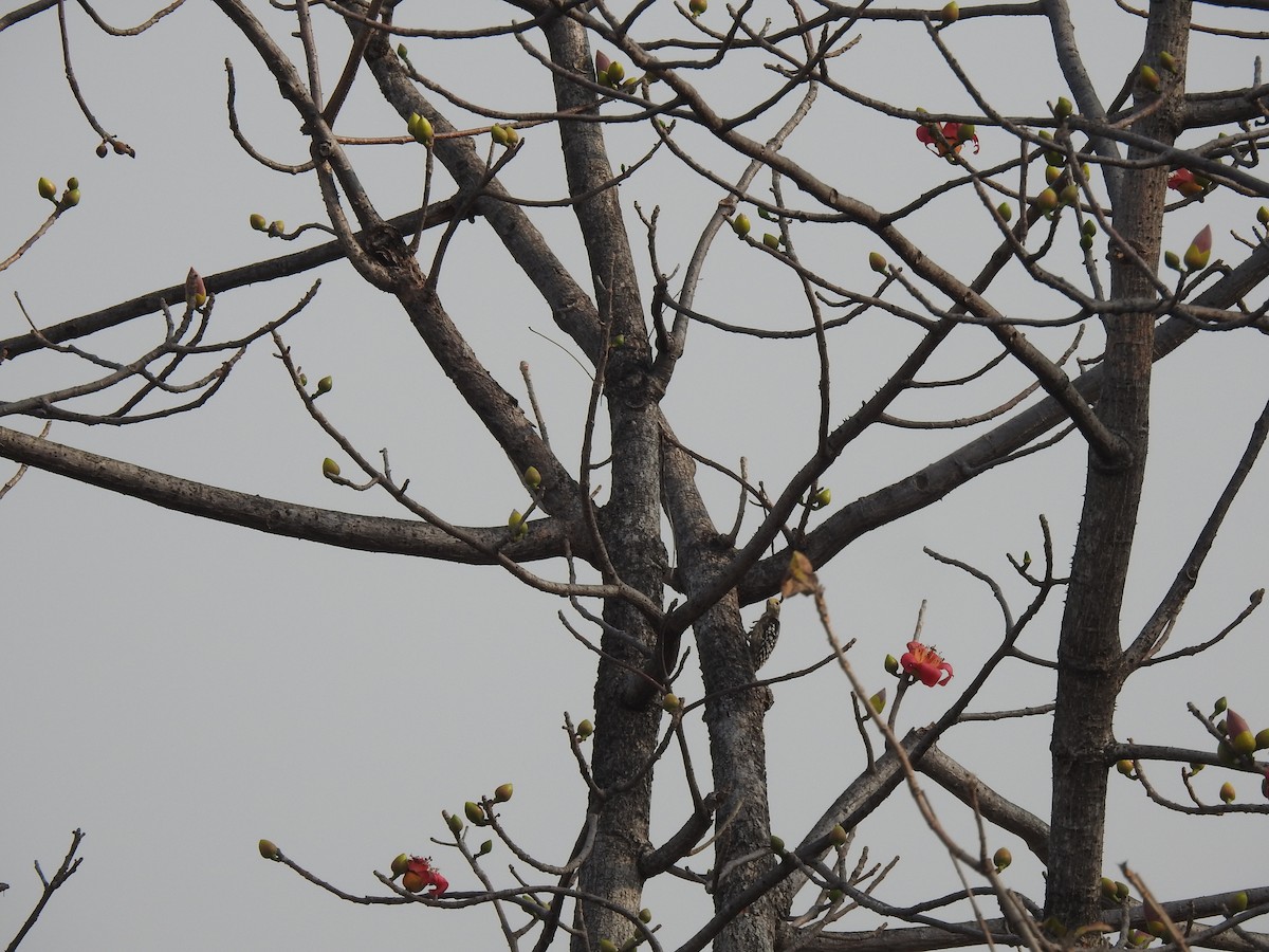 Yellow-crowned Woodpecker - ML643267275