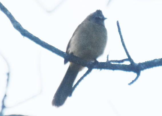 Flavescent Bulbul - ML643267292