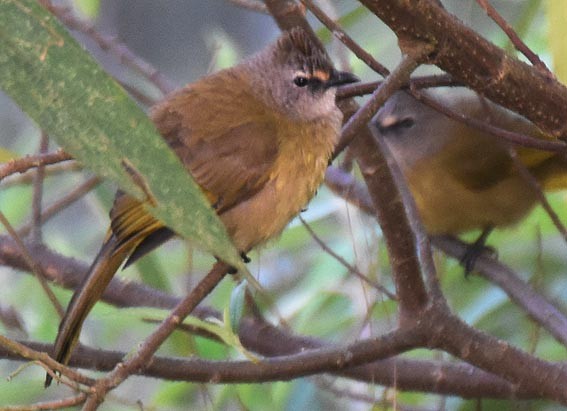 Flavescent Bulbul - ML643267295