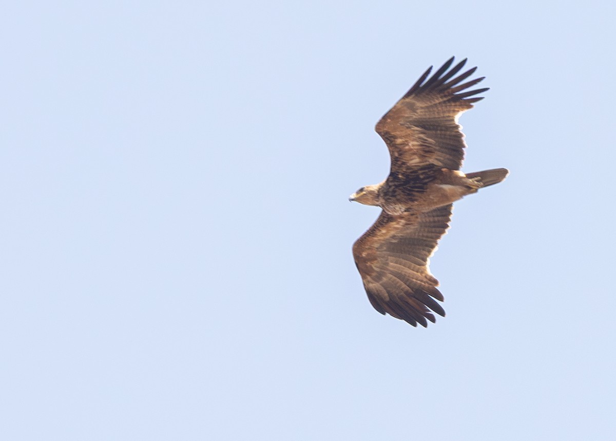 Tawny Eagle - ML643267296