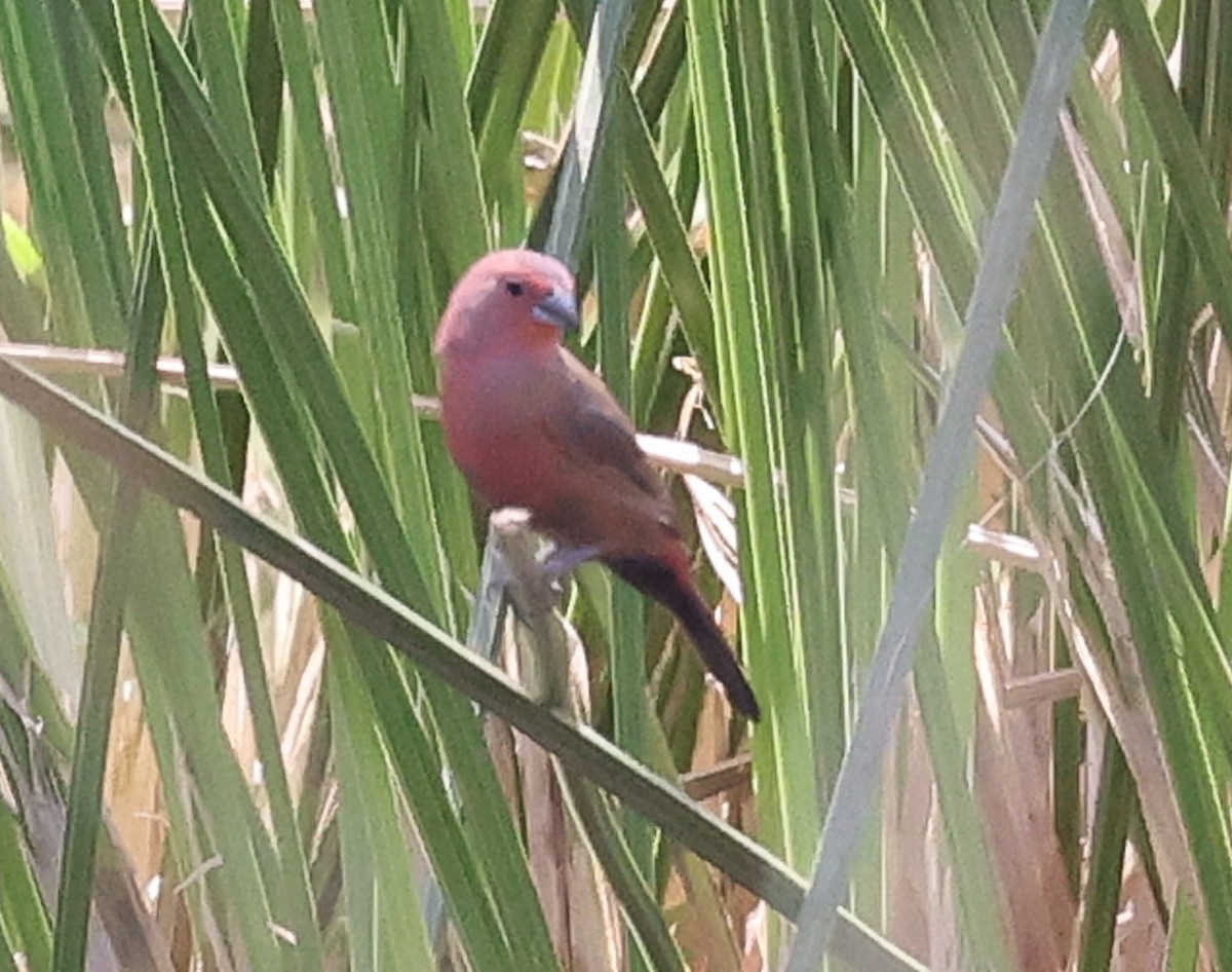 Rosenamarant - ML643267298