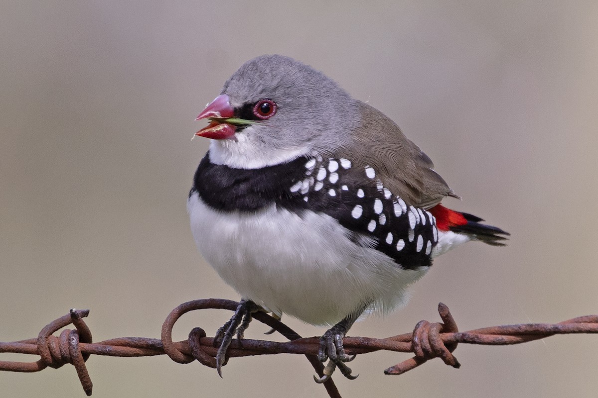 Diamond Firetail - ML643267313