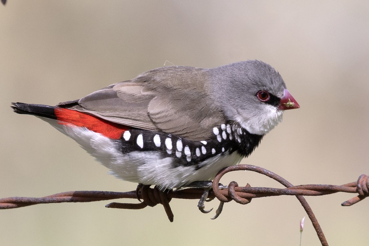 Diamond Firetail - ML643267314
