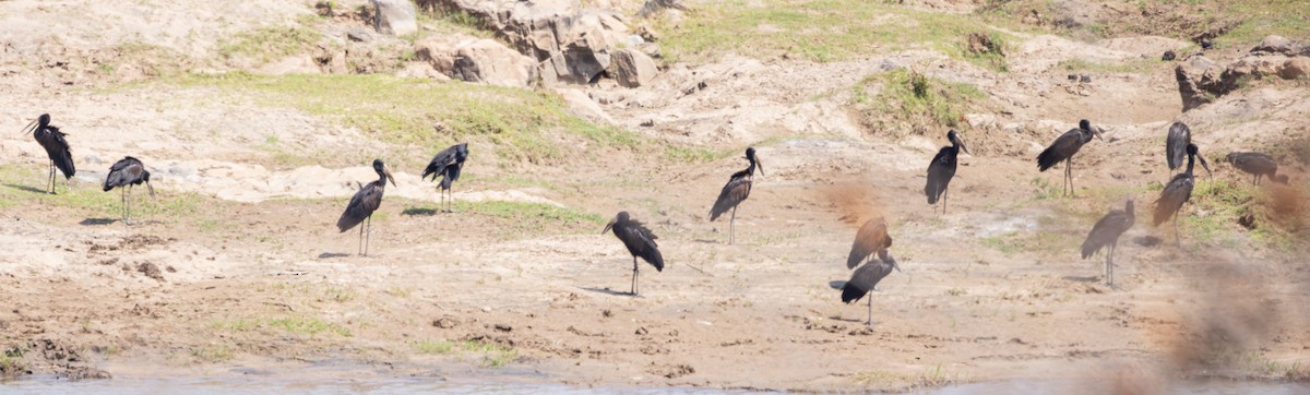 African Openbill - ML643267318