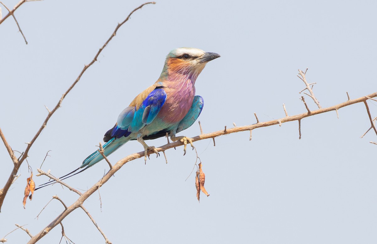 Lilac-breasted Roller - ML643267319