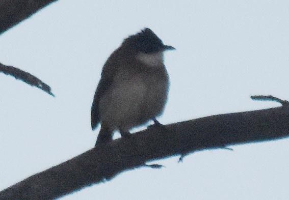 Brown-breasted Bulbul - ML643267325