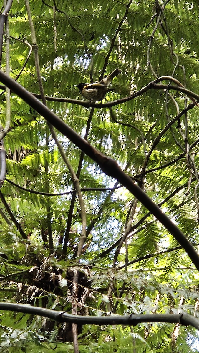 Stitchbird - ML643267337