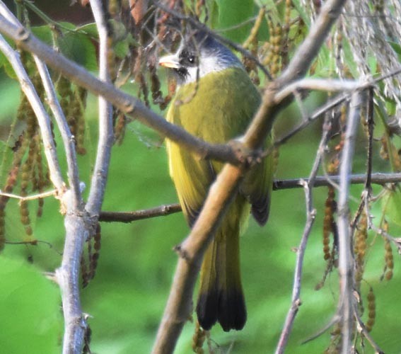 Crested Finchbill - ML643267346