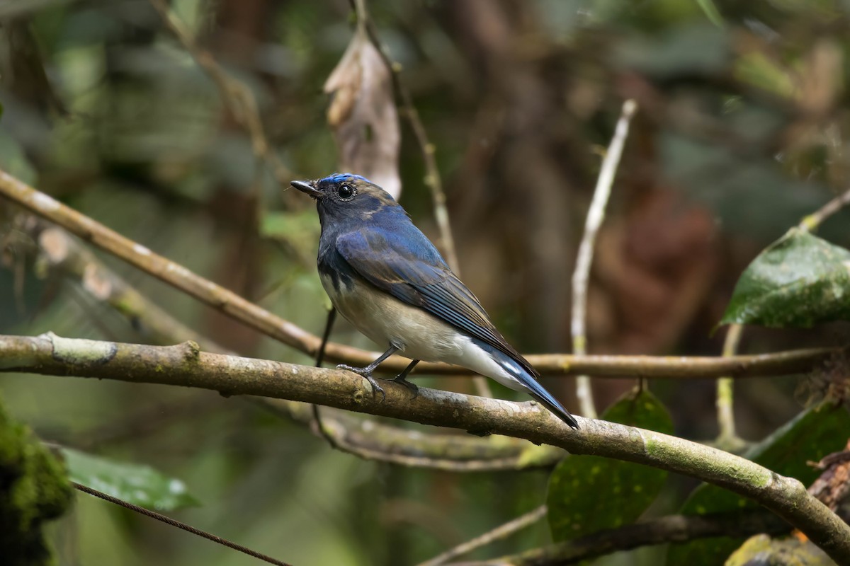 Blue-and-white Flycatcher - ML643267349