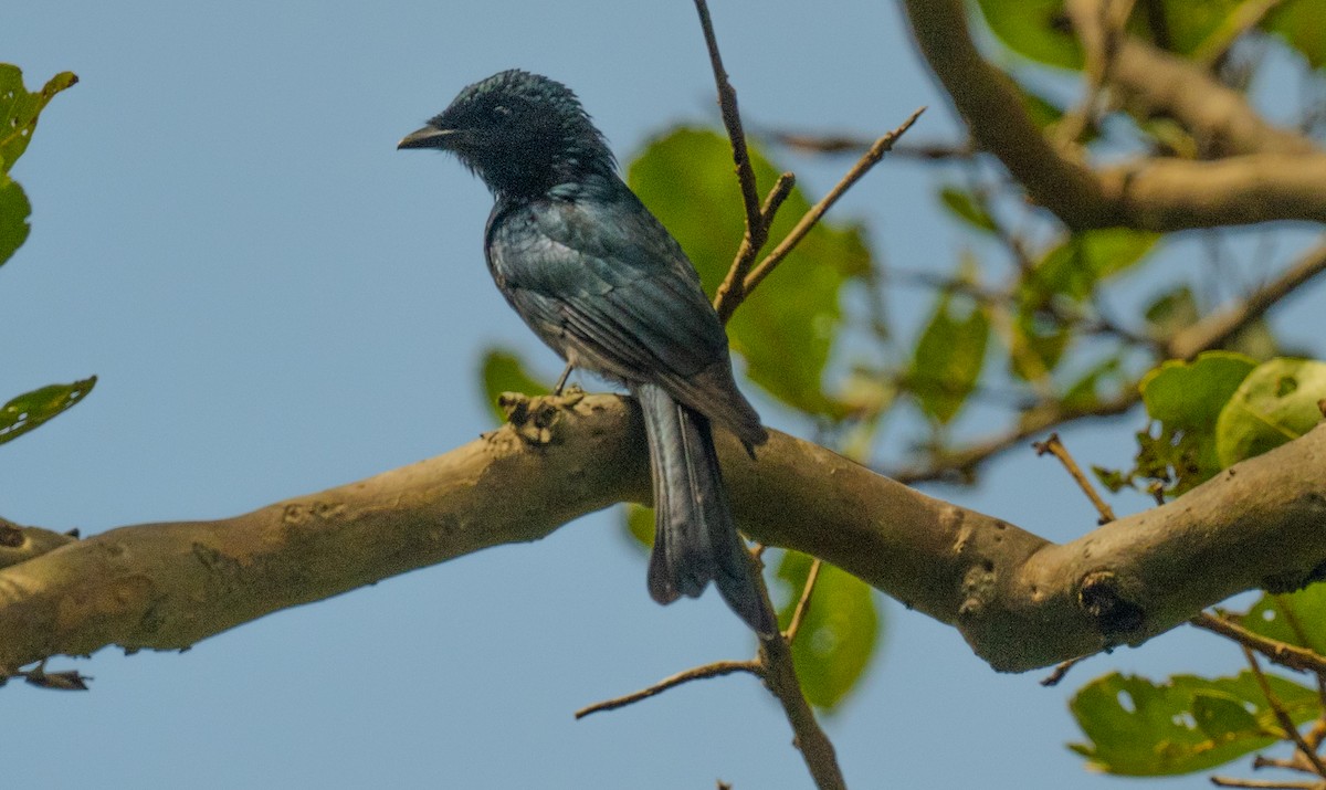 Bronzed Drongo - ML643267350