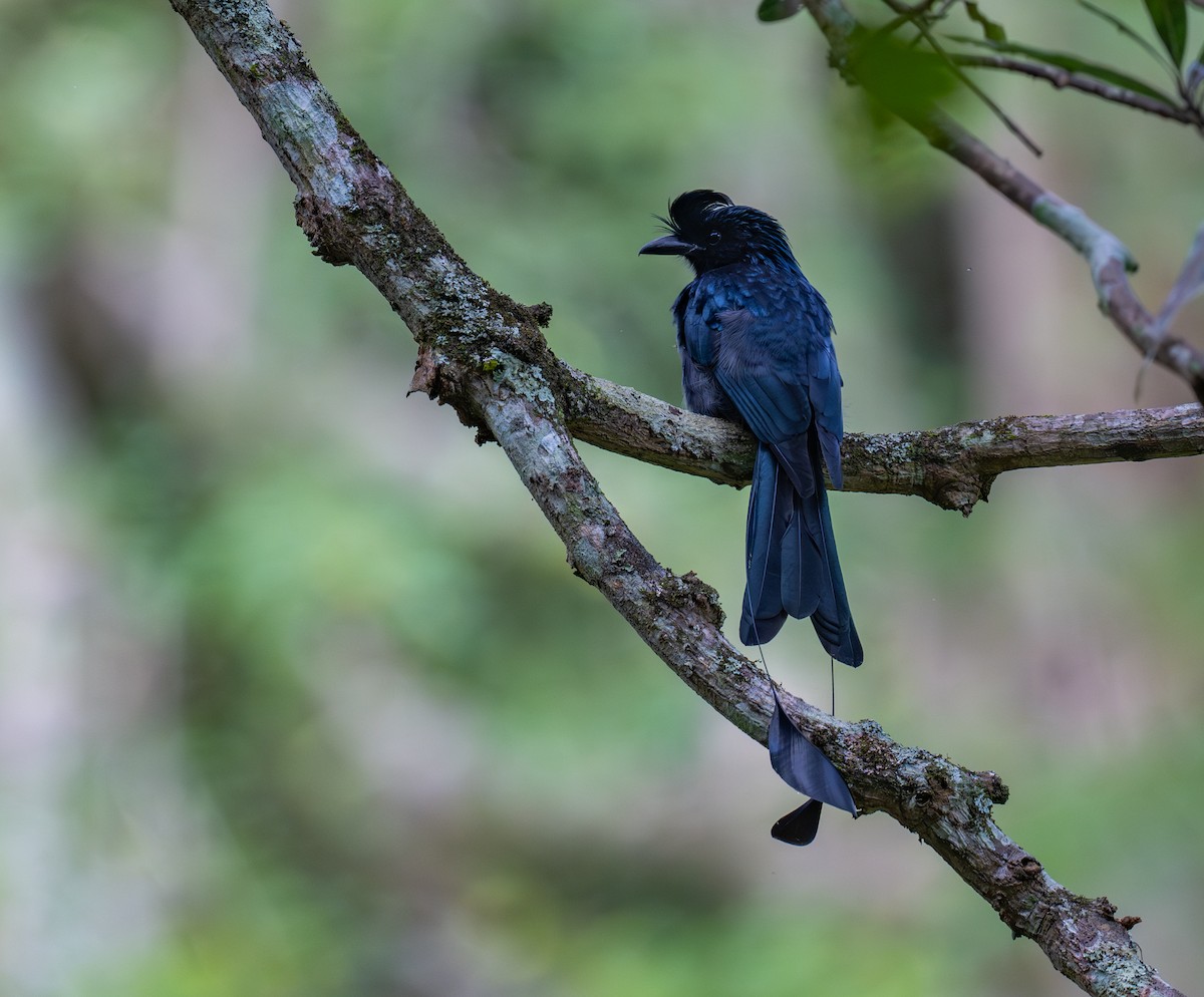 Greater Racket-tailed Drongo - ML643267351