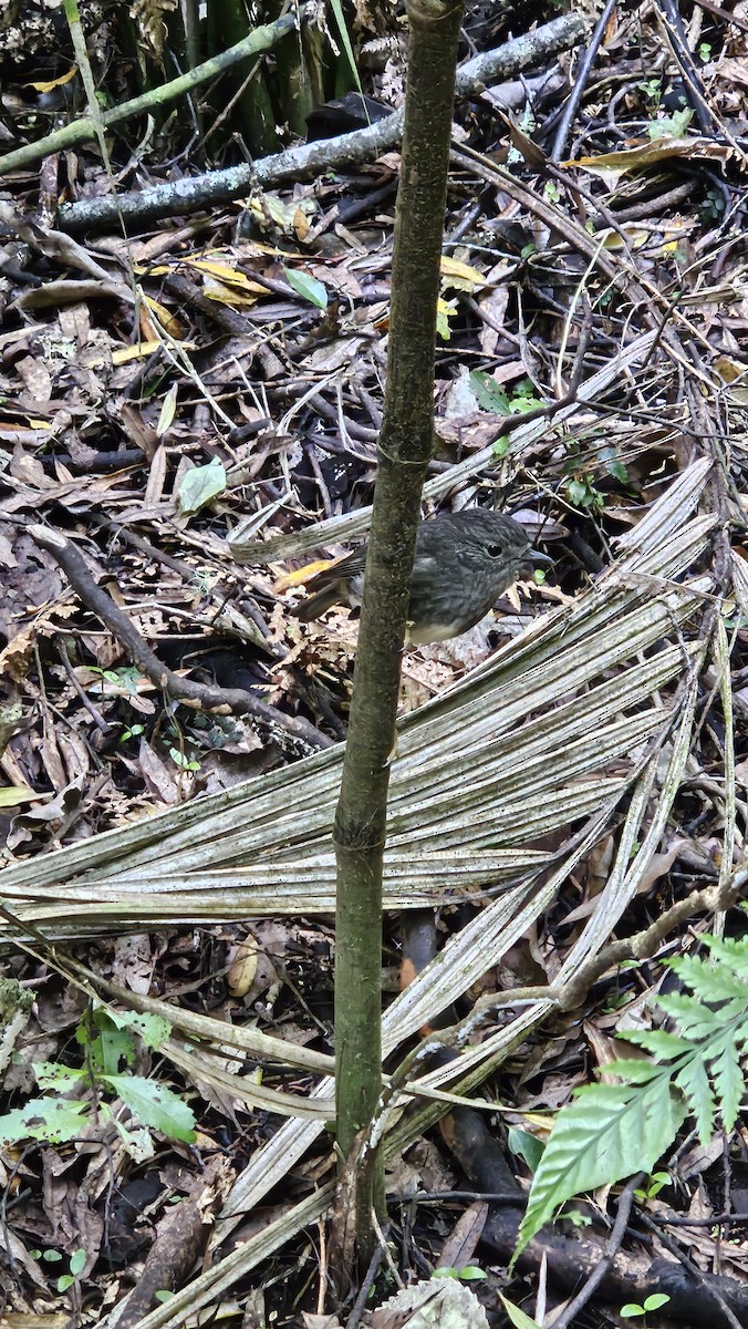 North Island Robin - ML643267357