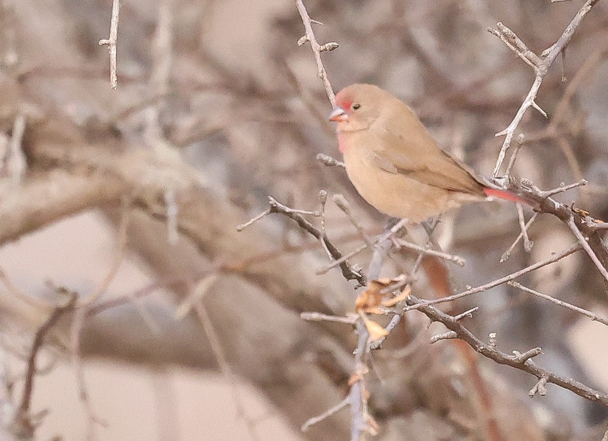 rødnebbamarant - ML643267361