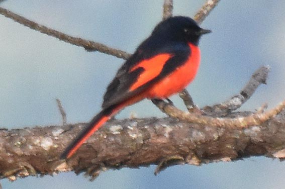 Long-tailed Minivet - ML643267378