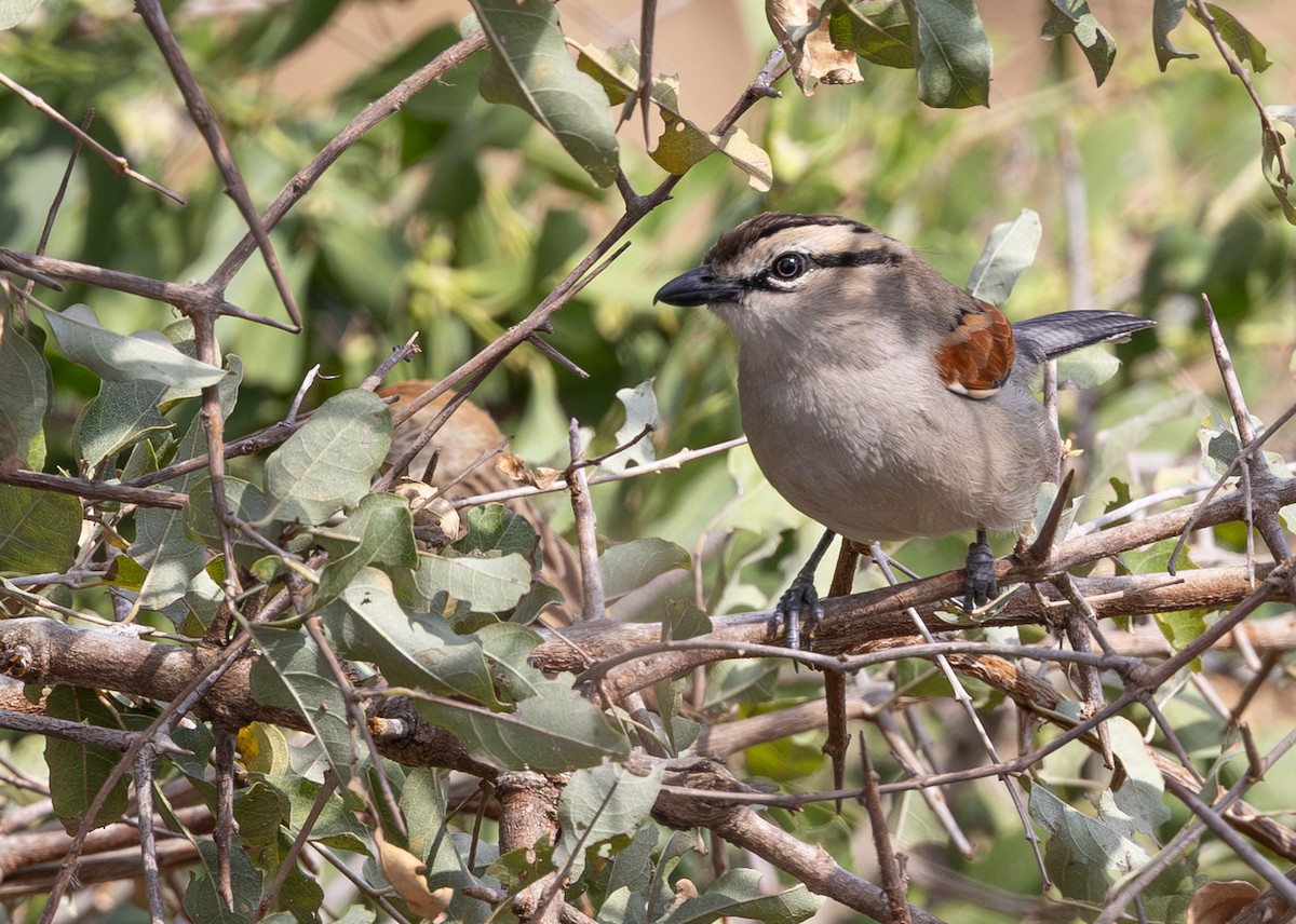 Brown-crowned Tchagra - ML643267380