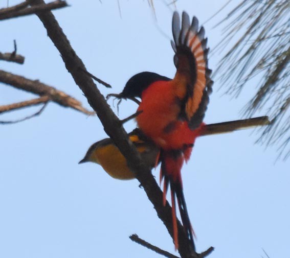Long-tailed Minivet - ML643267382