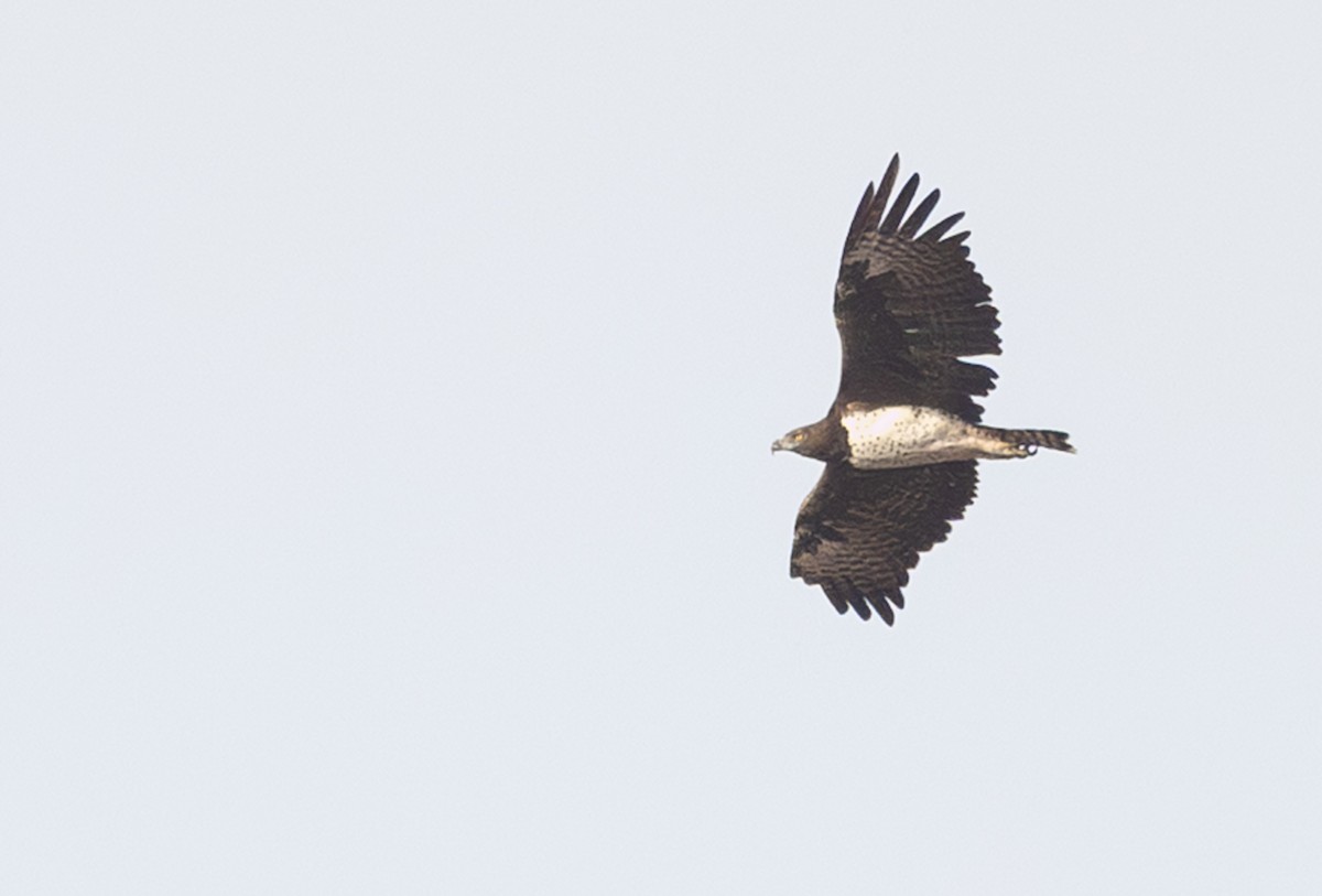 Martial Eagle - ML643267383