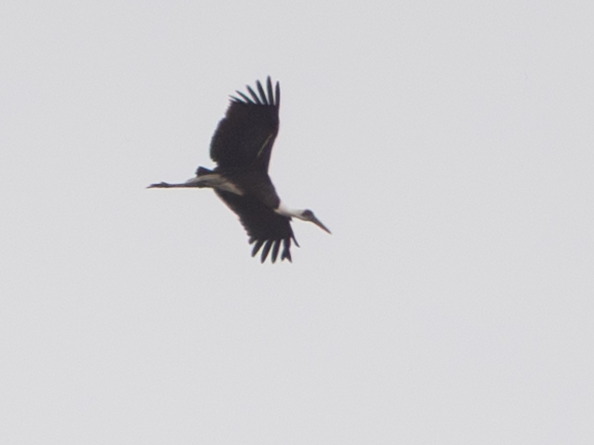 African Woolly-necked Stork - ML643267389
