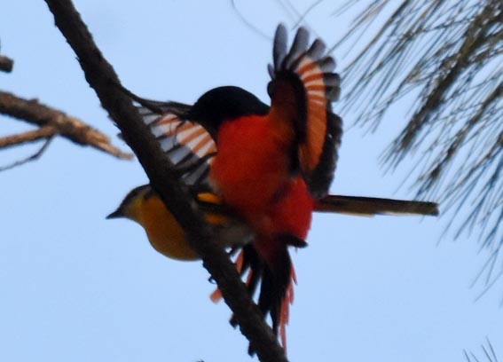 Long-tailed Minivet - ML643267392