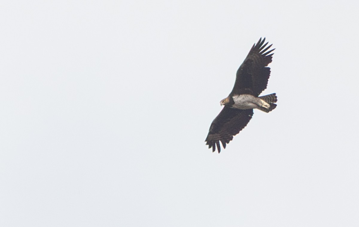 Martial Eagle - ML643267393