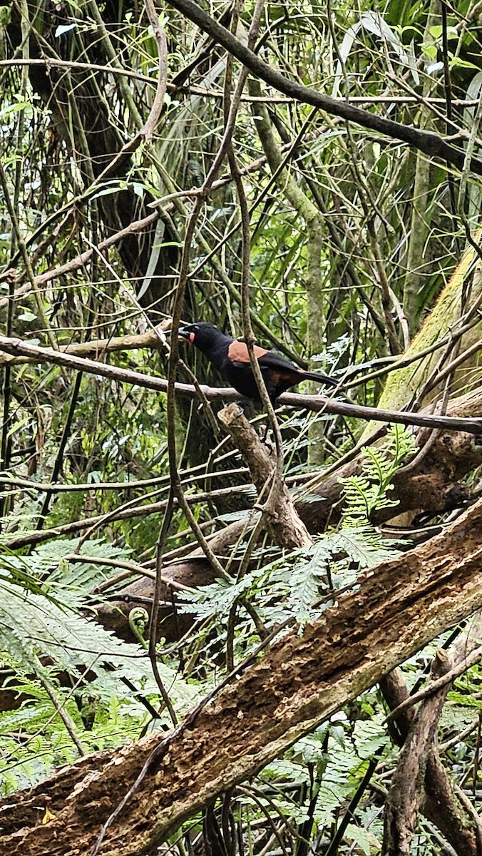 North Island Saddleback - ML643267394