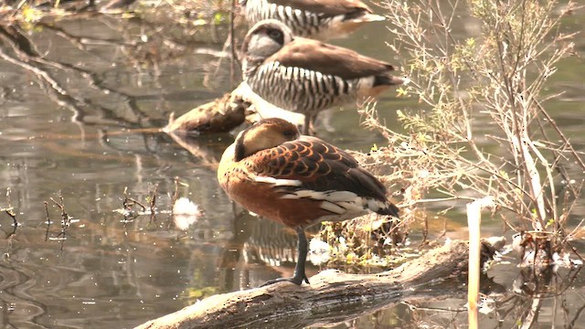 Wandering Whistling-Duck - ML643267402