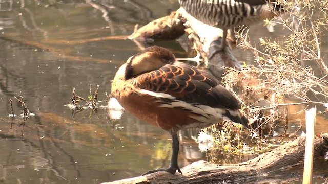 Wandering Whistling-Duck - ML643267406