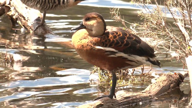 Wandering Whistling-Duck - ML643267407