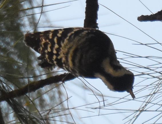 Gray-capped Pygmy Woodpecker - ML643267409