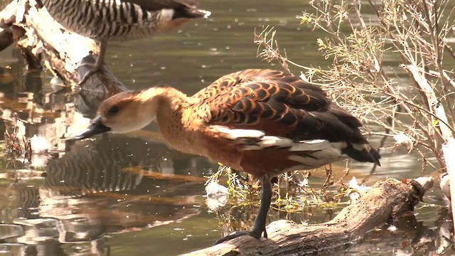 オオリュウキュウガモ - ML643267411