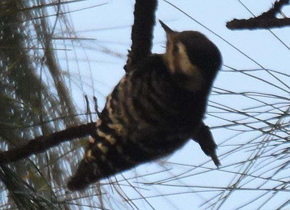 Gray-capped Pygmy Woodpecker - ML643267413