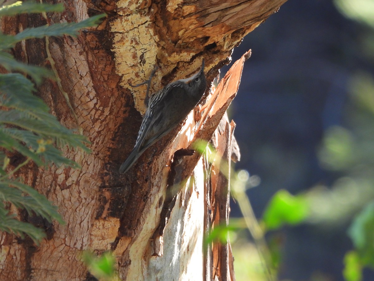 White-throated Treecreeper - ML643267417