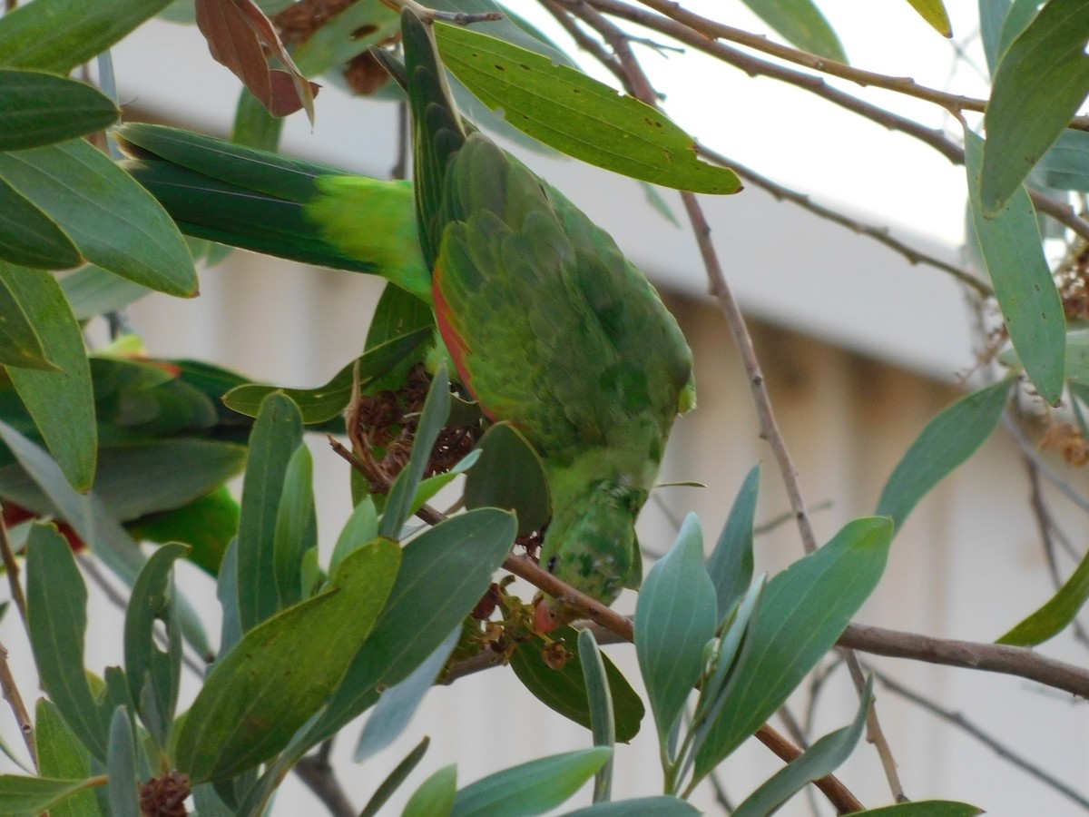 Red-winged Parrot - ML643267423