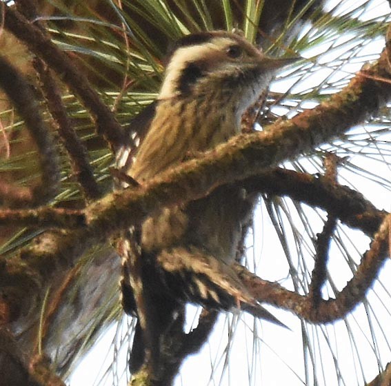 Gray-capped Pygmy Woodpecker - ML643267425