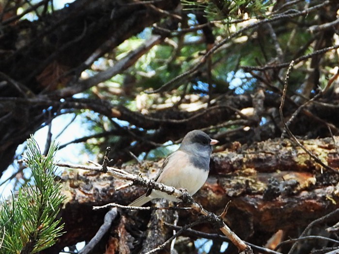 Dark-eyed Junco (Pink-sided) - ML643267426